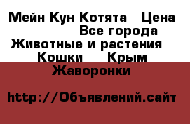 Мейн Кун Котята › Цена ­ 15 000 - Все города Животные и растения » Кошки   . Крым,Жаворонки